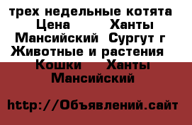 трех недельные котята › Цена ­ 50 - Ханты-Мансийский, Сургут г. Животные и растения » Кошки   . Ханты-Мансийский